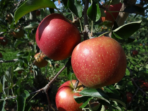 赤く実ったリンゴ　収穫は間近です