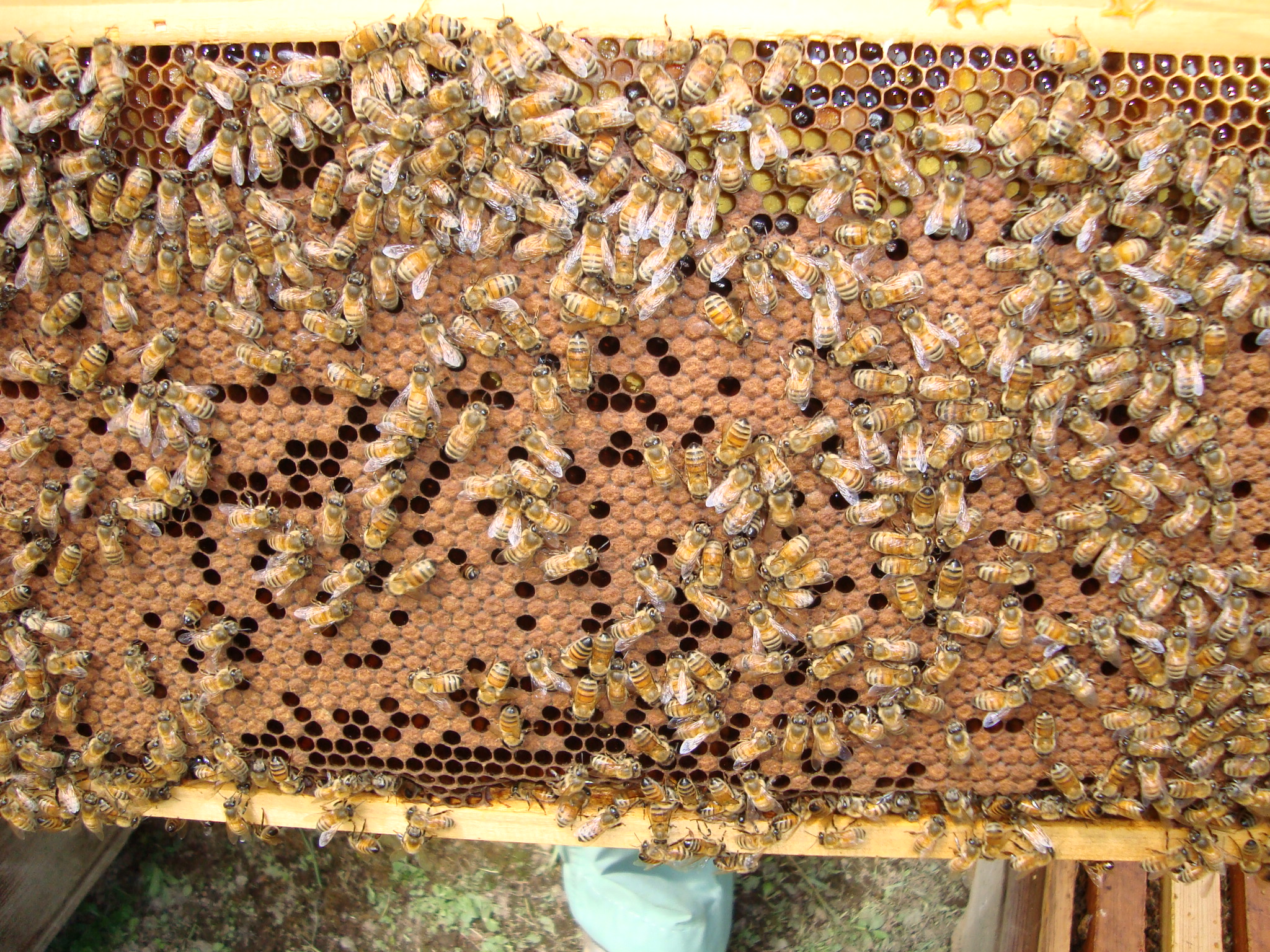 たくさんミツバチがいますねぇ！